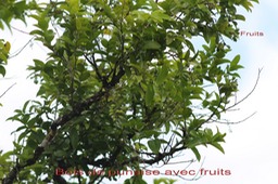 Bois de punaise- Grangeria borbonica- Chrysobalanacée- BM