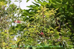 Bois de rempart - Agarista salicifolia - Ericacée- I