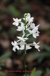 Calanthe sylvatica - Orchidacée - I