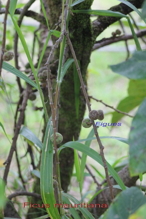 Ficus mauritiana