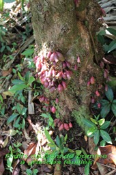 Fruits du Bois de pomme à grande feuilles - Syzygium cordemoyi