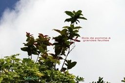 Mahot et Bois de pomme à grandes feuilles - Syzygium cordemoyi - Myrtacée - B