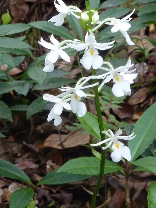Orchidée blanche-Calenthe- (2)