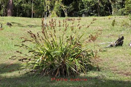 Paille sabre-Machaerina iridifolia-Cypéracée- I