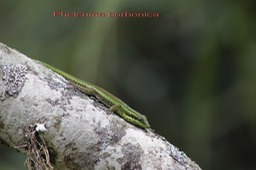 Petit lézard vert des hauts - Phelsuma borbonica -B