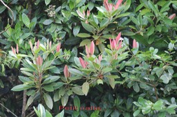 Petit natte - Labourdonnaisia calophylloides - Sapotacée - BM