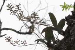 Polystachya rosea - Orchidacée