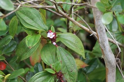 Tristemam mauritianum- Mélastomatacée-exo