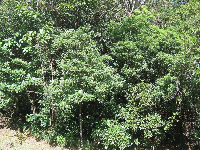 Végétation forêt de l'est de la Réunion IMG_0729