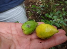 10 7 Ochrosia borbonica Bois jaune Apocynacée Fruits DSC06667