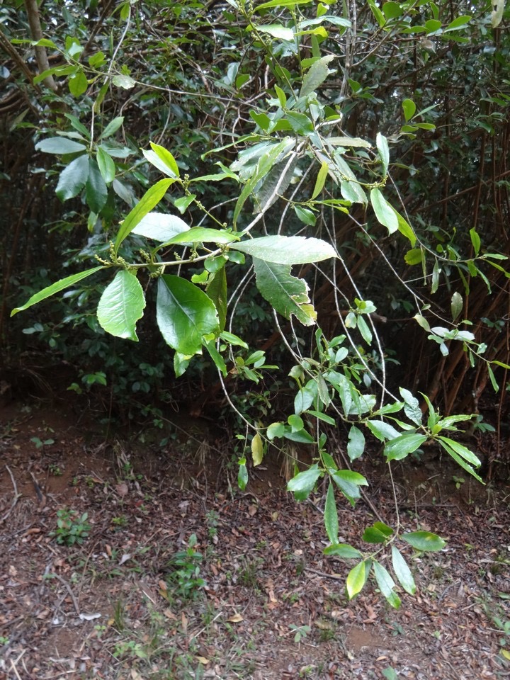 14 1 Claoxylon glandulosum Bois d'oiseau Euphorbiacée DSC06678