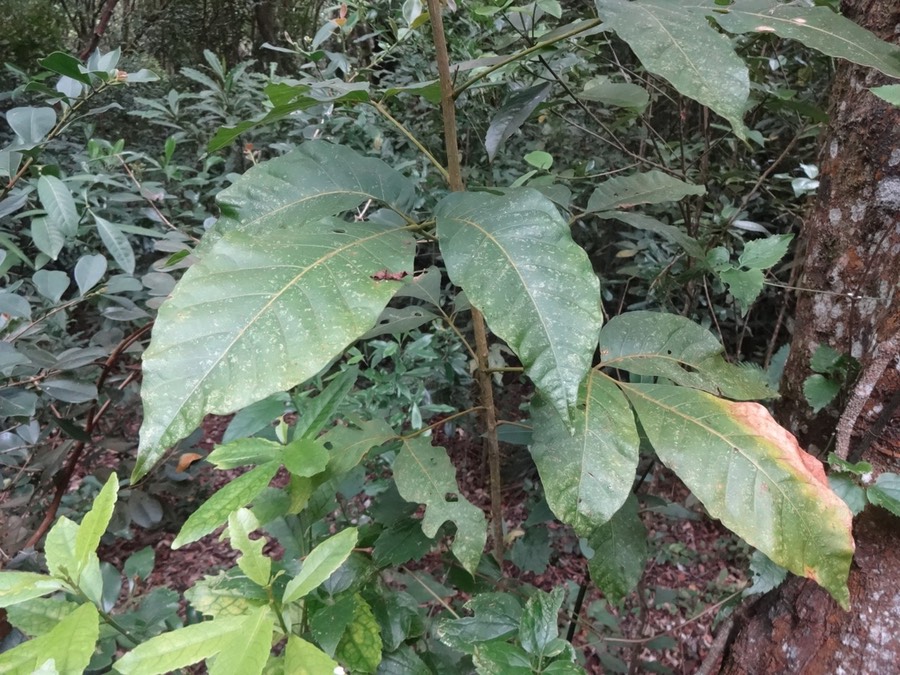 25 2 Allophylus borbonicus Bois de merle Sapindacée DSC06710