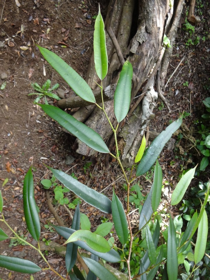 47 Maillardia borbonica Bois de maman Moracée  DSC06762