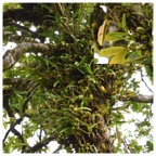 Bulbophyllum_occultum-EPIDENDROIDEAE-Indigene_Reunion-20231018_143644.jpg