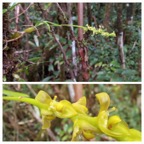 Bulbophyllum_prismaticum-EPIDENDROIDEAE-Indigene_Reunion-20231018_142925.jpg