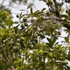 Calophyllum_tacamahaca-Fruits_Takamaka-CLUSIACEAE-Endemique_Reunion_Maurice-MB3_4072.jpg