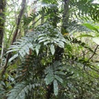 Lomariopsis_pollicina-LOMARIOPSIDACEAE-Endemique_Region_malgache-P1070392.jpg