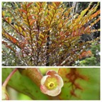 Phyllanthus_consanguineus-Bois_de_negresse-EUPHORBIACEAE-Endemique_Reunion-20231018_142304.jpg