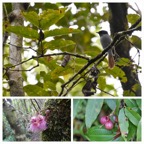 Syzygium_cymosum-Bois_de_pomme_rouge-MYRTACEAE-Endemique_Reunion_Maurice-20231018_142632.jpg