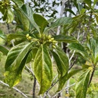 Antirhea borbonica  Bois  d’osto rubiaceae.endémique Réunion Maurice Madagascar.jpeg
