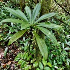 Badula borbonica.bois de savon.primulaceae.endémique Réunion..jpeg