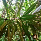 Badula sp. ( nitida ? ) primulaceae. (1).jpeg