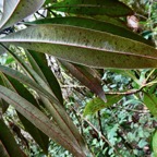 Badula sp. ( nitida ?? ) primulaceae.….jpeg