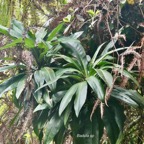 Badula sp.primulaceae. (1).jpeg