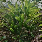 Badula sp.primulaceae. (2).jpeg