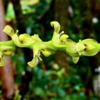Bulbophyllum cordemoyi flore des Mascareignes ( Bulbophyllum prismaticum non Thouars ).hampe florale orchidaceae..jpeg