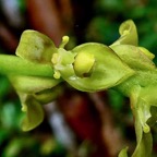 Bulbophyllum cordemoyi flore des Mascareignes ( Bulbophyllum prismaticum non Thouars )orchidaceae ..jpeg