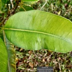 Calophyllum tacamahaca .takamaka.takamaka des hauts.clusiaceae .endémique Réunion Maurice (1).jpeg