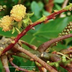 Cordemoya integrifolia.( Hancea integrifolia )  Bois de  perroquet.euphorbiaceae .endémique Réunion Maurice (1).jpeg