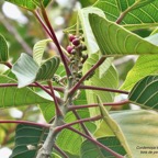 Cordemoya integrifolia.( Hancea integrifolia )  Bois de  perroquet.euphorbiaceae .endémique Réunion Maurice (2).jpeg