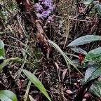 Cynorkis squamosa.(Cynorkis calcarata dans nouvelle flore des Mascareignes )orchidaceae.endémique Réunion Maurice. (1).jpeg