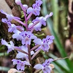 Cynorkis squamosa.(Cynorkis calcarata dans nouvelle flore des Mascareignes )orchidaceae.endémique Réunion Maurice..jpeg