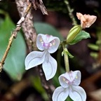 Disperis oppositifolia.( avec fruit en formation ) orchidaceae.endémique Madagascar. Comores. Mascareignes..jpeg