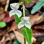 Disperis oppositifolia.orchidaceae.endémique Madagascar. Comores. Mascareignes. (2).jpeg