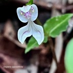 Disperis oppositifolia.orchidaceae.endémique Madagascar. Comores. Mascareignes..jpeg