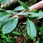 Ficus reflexa.affouche à petites feuilles.Ti l ‘affouche.moraceae.endémique Madagascar,Seychelles et Mascareignes..jpeg