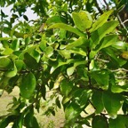 Grangeria borbonica.bois de punaise.( feuillage adulte )chrysobalanaceae.endémique Réunion Maurice .,.jpeg