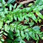 Grangeria borbonica.bois de punaise.( feuillage d'un jeune individu )chrysobalanaceae.endémique Réunion Maurice .,.jpeg