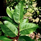 Grangeria borbonica.bois de punaise.nervation des feuilles en face inférieure).chrysobalanaceae.endémique Réunion Maurice .,.jpeg