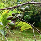 Mussaenda arcuata.lingue café.( fruits ) rubiaceae.indigène Réunion..jpeg