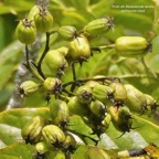 Mussaenda landia.lingue en arbre.quinquina pays.rubiaceae.endémique Réunion Maurice. (1).jpeg