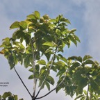 Mussaenda landia.lingue en arbre.quinquina pays.rubiaceae.endémique Réunion Maurice..jpeg