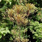 Phyllanthus consanguineus.faux bois de demoiselle.phylanthaceae.endémique Réunion..jpeg