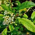 Pittosporum senacia subsp senacia.bois de joli coeur des bas.pittosporaceae.endémique Réunion Maurice..jpeg