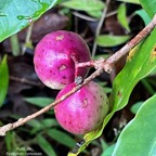 Syzygium cymosum .Bois de pomme rouge.( fruits ) myrtaceae.endémique Réunion Maurice..jpeg