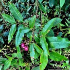 Syzygium cymosum .Bois de pomme rouge.myrtaceae.endémique Réunion Maurice. (1).jpeg